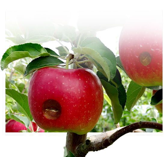 병해충 사과 이미지