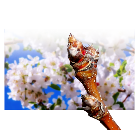 나무의 꽃눈 이미지